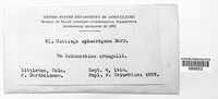 Image Associated With the Occurence
